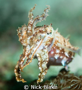 Cuttlefish, Komodo - Indonesia by Nick Blake 